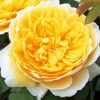 Роза парковая английская Шарлотта (Park English rose Charlotte)