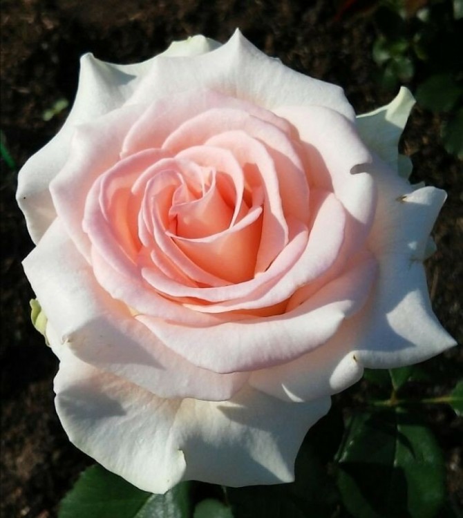 Роза чайно-гибридная Вивальди (Rose Hybrid Tea Vivaldi)