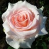 Роза чайно-гибридная Вивальди (Rose Hybrid Tea Vivaldi)