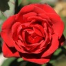Роза чайно-гибридная Гранд Гала (Rose Hybrid Tea Grand Gala)