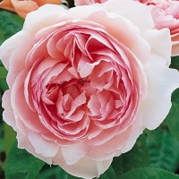 Роза парковая английская Джентл Хермиони (Park English rose Gentle Hermione)