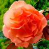 Роза плетистая Метанойя (Rose climbing Metanoia)