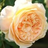 Роза парковая английская Роальд Даль (Park English rose Roald Dahl)