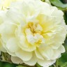 Роза парковая английская Имоджен (Park English rose Imogen)