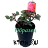 Роза чайно-гибридная Шопен (Rose Hybrid Tea Chopin)  