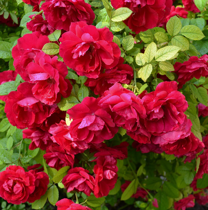 Роза плетистая Фламентанц (Rose climbing Flamentanz)