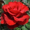 Роза чайно-гибридная Квин оф Бермуда (Rose Hybrid Tea Queen of Bermuda)