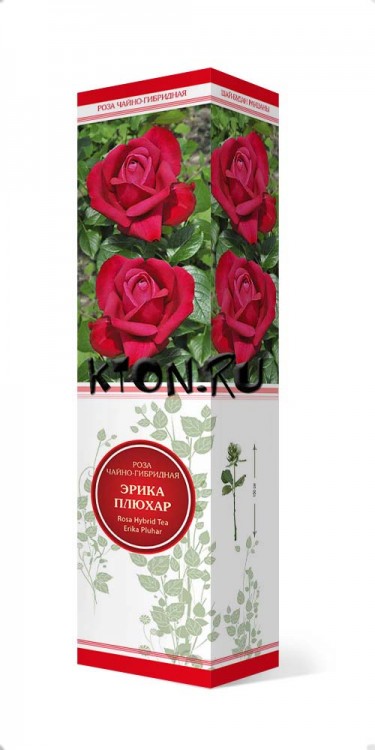 Роза чайно-гибридная Эрика Плюхар (Rose Hybrid Tea Erika Pluhar)  