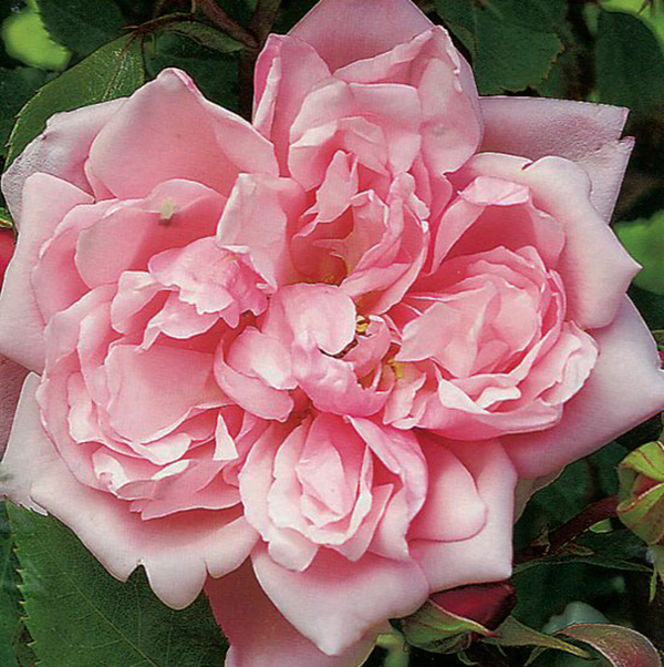 Роза плетистая Франсуа Юренвиль (Rose climbing Francois Juranville)
