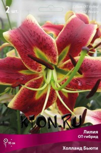Лилия ОТ гибрид Холланд Бьюти (Lilium OT hybrid Holland Beauty) 