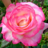 Роза плетистая Хэндель (Rose climbing Handel)