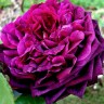 Роза парковая английская Принц (Park English rose The Prince)