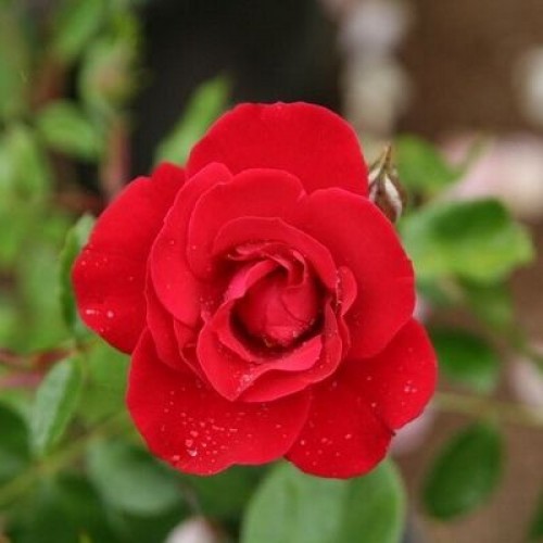 Роза парковая Лихтерло (Park rose Lichterloh)