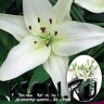 Лилия азиатская горшечная Спарклинг Джой (Lilium asiatic pot Sparkling Joy)