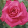 Роза чайно-гибридная Лолита Лемпика (Rose Hybrid Tea Lolita Lempicka)