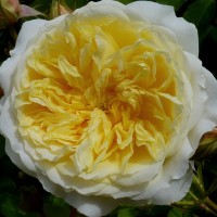 Роза парковая английская Пилгрим (Park English rose Pilgrim)