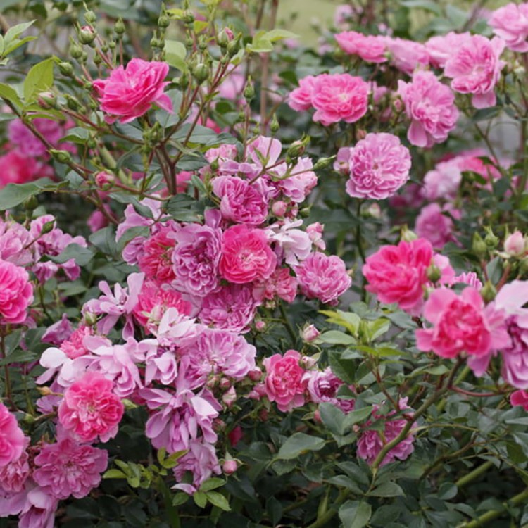 Роза флорибунда Венеда (Rose floribunda Veneda)  