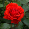Роза парковая Флюоресцент (Park rose Fluorescent)