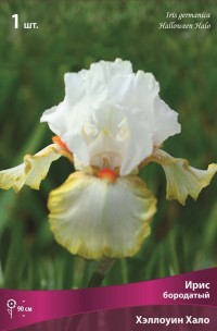 Ирис бородатый Хэллоуин Хало (Iris germanica Halloween Halo)