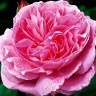 Роза парковая английская Мэри Роуз (Park English rose Mary Rose)