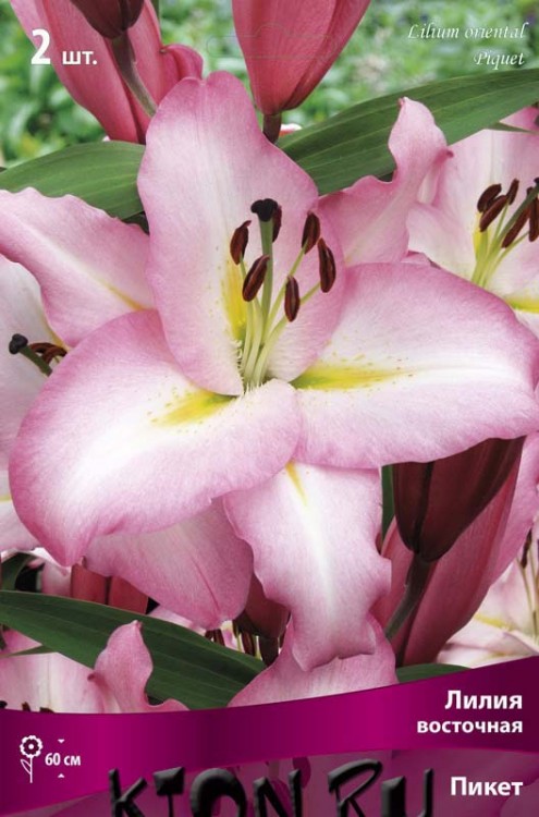 Лилия восточная Пикет (Lilium oriental Piquet)