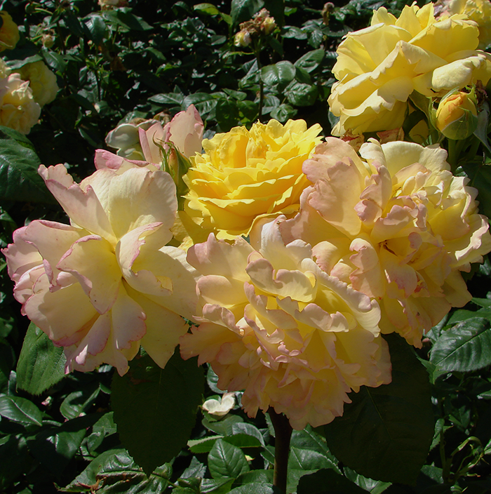 Роза парковая Чайнатаун (Park rose Chinаtown)