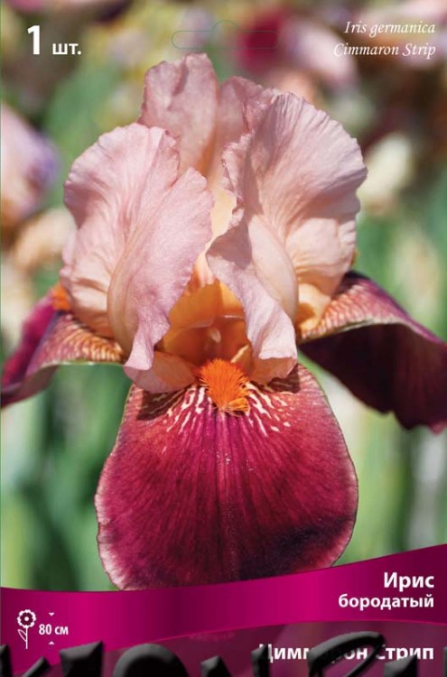 Ирис бородатый Циммарон Стрип (Iris germanica Cimmaron Strip)