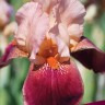 Ирис бородатый Циммарон Стрип (Iris germanica Cimmaron Strip)