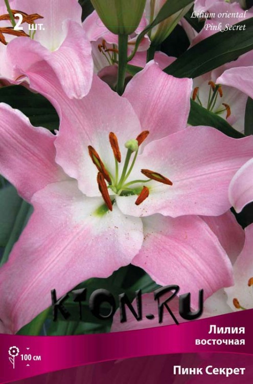 Лилия восточная Пинк Секрет (Lilium oriental Pink Secret)