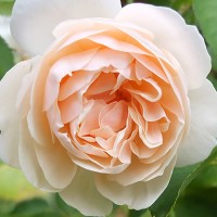 Роза парковая английская Личфилд Энджел (Park English rose Lichfield Angel)