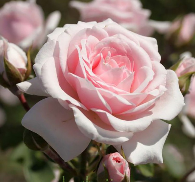 Роза флорибунда Диадем (Rose floribunda Diadem) 