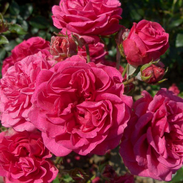 Роза парковая Эльмшорн (Park rose Elmshorn)