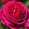 Роза чайно-гибридная Ориент (Rose Hybrid Tea Nuit d’Orient)
