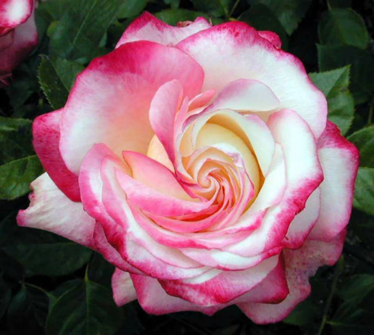 Роза флорибунда Ламинуэт (Rose floribunda Laminuette)  