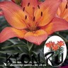 Лилия азиатская горшечная Танджерин Джой (Lilium asiatic pot Tangerine Joy)