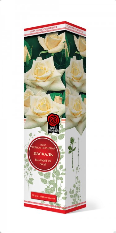 Роза чайно-гибридная Паскаль (Rose Hybrid Tea Pascali)