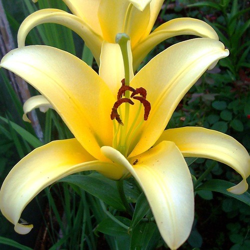 Лилия ОТ гибрид Йеллоувин (Lilium OT hybrid Yelloween)