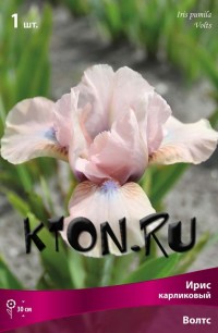 Ирис карликовый Волтс (Iris pumila Volts)