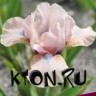 Ирис карликовый Волтс (Iris pumila Volts)