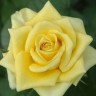 Роза чайно-гибридная Скайлайн (Rose Hybrid Tea Skyline)