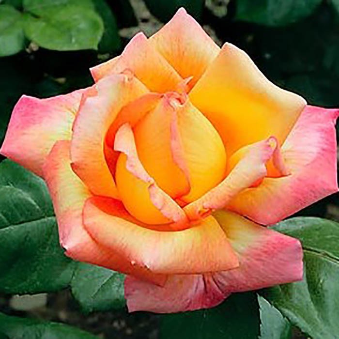 Роза чайно-гибридная Филипп Нуаре (Rose Hybrid Tea Philippe Noiret)