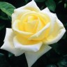 Роза чайно-гибридная Элина (Rose Hybrid Tea Elina)