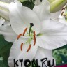 Лилия восточная Сайберия (Lilium oriental Siberia)