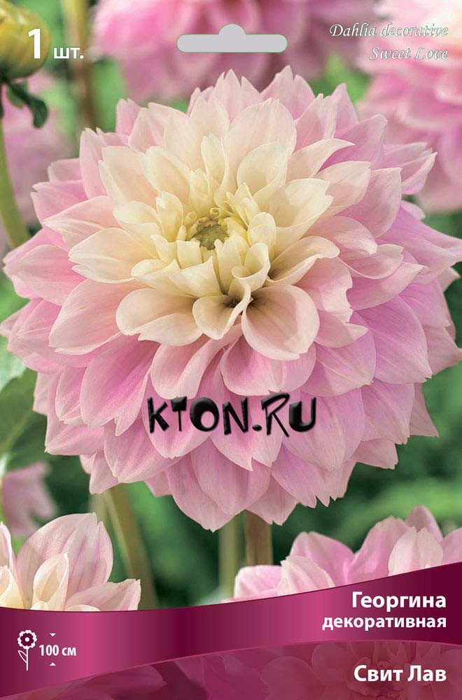 Купить Георгин Крем Де Кассис