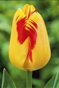 Тюльпан Дарвинов гибрид Олимпик Флейм (Tulipa Darwin hybrid Olympic Flame)