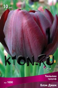 Тюльпан Триумф Блэк Джек (Tulipa triumph Black Jack)