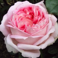 Роза чайно-гибридная Эмезинг Грейс (Rose Hybrid Tea Amazing Grace)