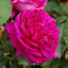 Роза парковая Роуз де Решт (Park rose Rose de Rescht)