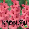Гладиолус Фортароза (Gladiolus Fortarosa)