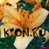 Лилия ЛА гибрид Глоуб (Lilium LA-hybrid Globe)